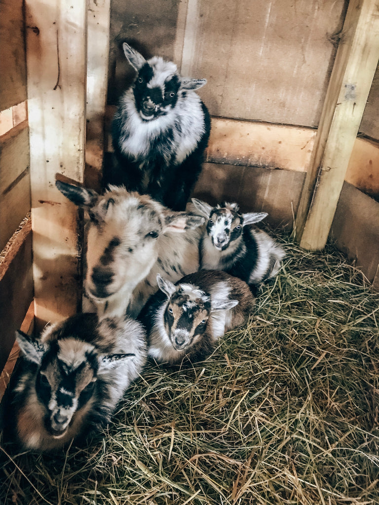 You've Goat To Be Kidding Me - Part 1: Kidding Kit Essentials