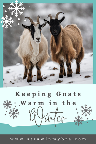 Keeping Goats Warm in the Winter